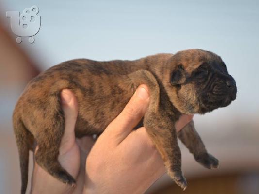 Presa Canario (Dogo Canario) καθαρόαιμα με Pedigree κουταβια